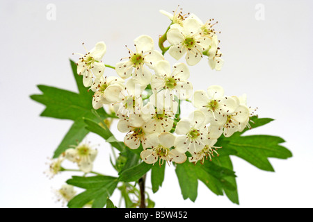 Hawthorn Crataegus oxyacantha or monogyna Stock Photo