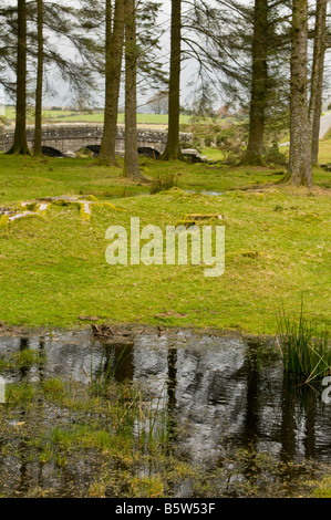 Woodland and marsh in Dartmoor National Park Stock Photo