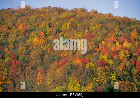 A hillside covered with sugar maples and other hardwoods in Acadia National Park during the autumn color change, Maine. Stock Photo