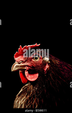 Portrait of a cockerel on a black background Stock Photo