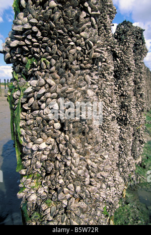 Elk153 1435 France Brittany Arguenon Bay mussel beds Stock Photo