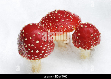 Fly agarics (Amanita muscaria) in the snow, Lapland, Sweden, Scandinavia, Europe, September 2007