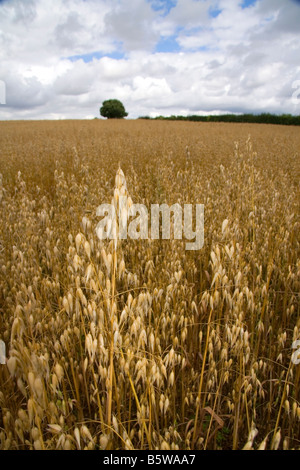Field of ripe oats in the Cotswolds of West Central England Stock Photo
