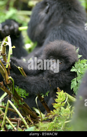 The Mountain Gorillas of Rwanda Stock Photo