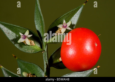 Butcher's Broom Ruscus aculeatus in flower and fruit autumn New Forest Hants Stock Photo