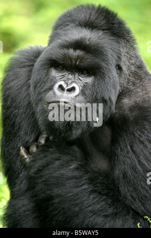 The Mountain Gorillas of Rwanda Stock Photo