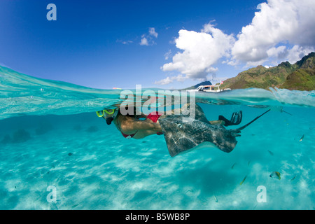 Snorkeler and Tahitian Stingrays (Himantura fai) Stock Photo