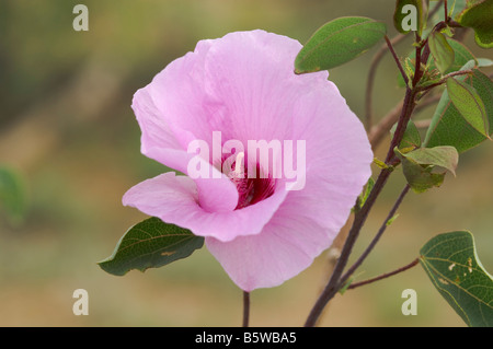 Australian arid country native, the Sturt's desert rose Stock Photo