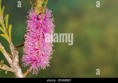 Australian pink melaleuca flower known commonly as totem poles Stock Photo