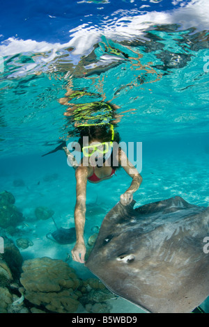 Snorkeler and Tahitian Stingrays (Himantura fai) Stock Photo