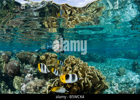 Butterflyfish flit among Health Hard Corals Stock Photo