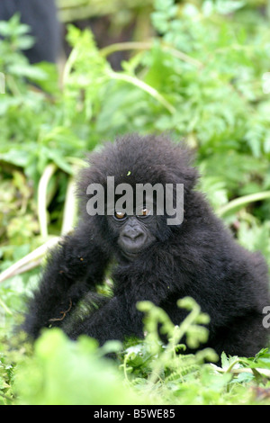 The Mountain Gorillas of Rwanda Stock Photo