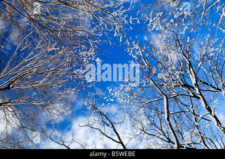 Winter tree tops covered with fresh snow on blue sky background Stock Photo