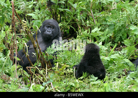 The Mountain Gorillas of Rwanda Stock Photo