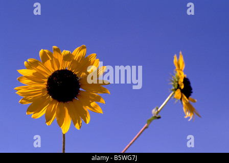 Two Large Sunflowers in Bloom Stock Photo