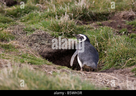 Magellanic Penguin (Sphenicus magellanicus) going into Burrow, Carcass Island, Falkland Islands Stock Photo