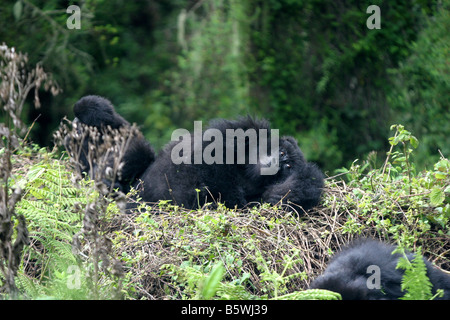 The Mountain Gorillas of Rwanda Stock Photo