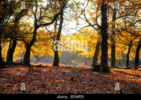 Autumn trees and fallen leaves in Richmond Park Richmond Upon Thames Surrey UK