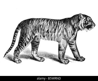 tiger (Panthera tigris), Family Felidae Genus Panthera Stock Photo