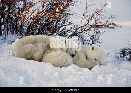 Polar bear hunkered with her two cubs in a snow drift by some willows on the shores of Wapusk National park, Manitoba, Canada Stock Photo