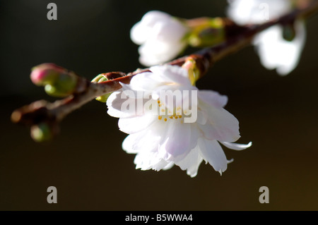Prunus Subhirtella Autumnalis Stock Photo