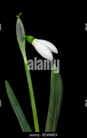 White Snowdrop Flower isolated on black Background Stock Photo