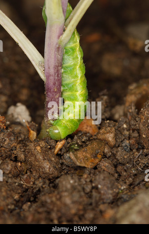 CUTWORM Noctuid caterpillar FEEDING ON BASE OF YOUNG CABBAGE PLANT STALK Stock Photo