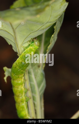 CUTWORM Noctuid caterpillar FEEDING ON YOUNG CABBAGE PLANT AT NIGHT Stock Photo
