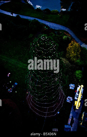 The Christmas lights on the Giant Redwood at Wakehurst Place that have just been erected for this years Christmas celebrations Stock Photo