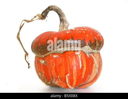 Orange coloured pumpkin on isolated white background Stock Photo