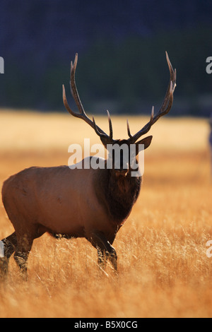 Bull elk in fall, Teton National Park, Wyoming Stock Photo