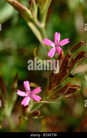 Deptford pink Dianthus armeria Caryophyllaceae in grassland Cornwall UK Stock Photo