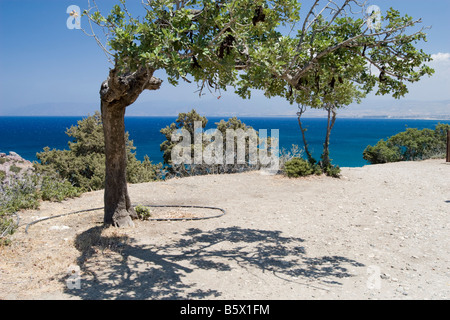 Seascape view from the hill in park near Aphrodite bath Cyprus with bend tree in front Stock Photo