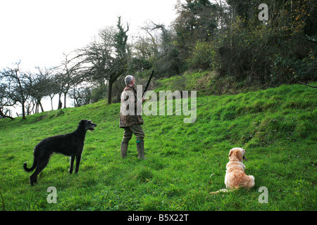 Hunter on organised driven game bird pheasant shoot on private farmland waiting with working dogs for beaters to disturb birds Stock Photo