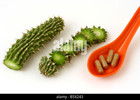 Hoodia gordonii Southafrican desert plant against obesity Kalahari Bushmen Stock Photo