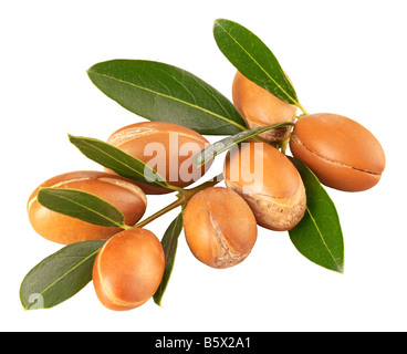 BRANCH OF ARGAN NUTS,CUT OUT Stock Photo