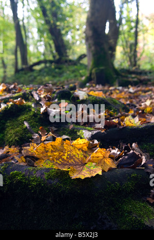 Autumn leaves in a tree stump in the Rivelin Valley Sheffield England Stock Photo