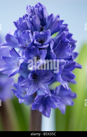 Hyacinthus orientalis Blue Hyacinth Flower Stock Photo