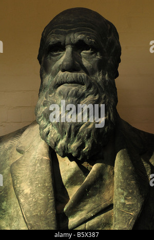 Bust of Charles Darwin in Christ's College, Cambridge by the American sculptor William Couper. Stock Photo