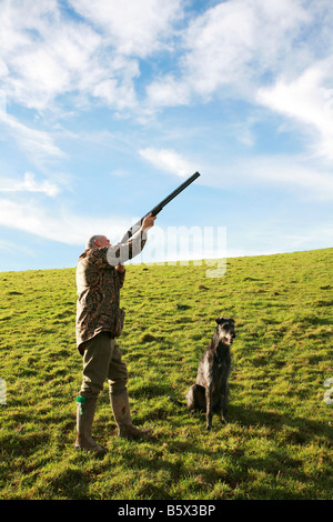 Pheasant hunter shooting shotgun skywards at driven pheasants as lurcher deer hound cross working dog waits to retrieve Stock Photo