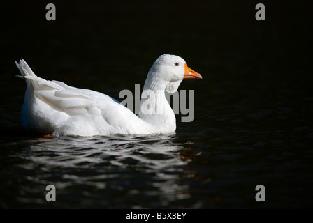 White Roman goose swimming on a lake Stock Photo