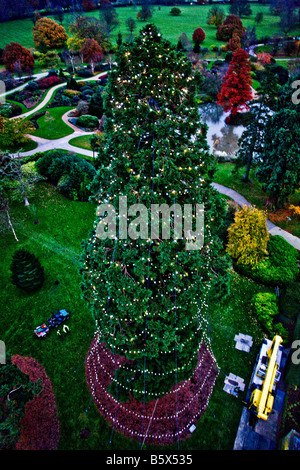 The Christmas lights on the Giant Redwood at Wakehurst Place that have just been erected for this years Christmas celebrations Stock Photo