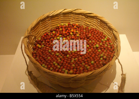 Basket filled with ripe coffee beans, Museo Nacional de Antropologia David J Guzman national anthropology museum  in San Salvador, El Salvador Stock Photo