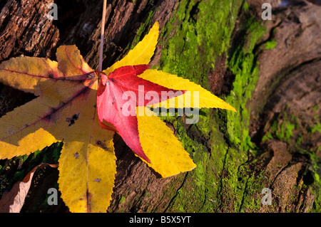 Fallen leaves autumn fall, sweetgum, Liquidambar styraciflua, maple Acer palmatum. Stock Photo