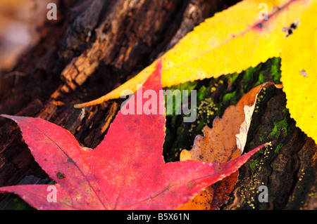 Fallen leaves autumn fall, sweetgum, Liquidambar styraciflua, maple Acer palmatum. Stock Photo