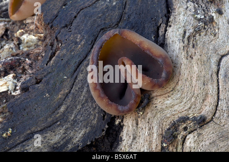 Peziza Repanda fungi Stock Photo