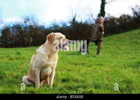 Golden retriever labrador first cross working dog rests while on a driven game bird pheasant shoot hunt in farm field Stock Photo