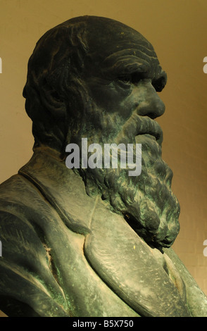 Bust of Charles Darwin in Christ s College Cambridge by the American sculptor William Couper Stock Photo