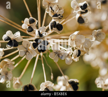 A dead chives plant with seeds on display Stock Photo