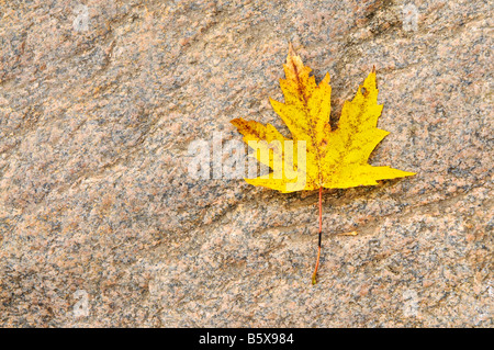 Fallen Maple leaf on solid rock Stock Photo